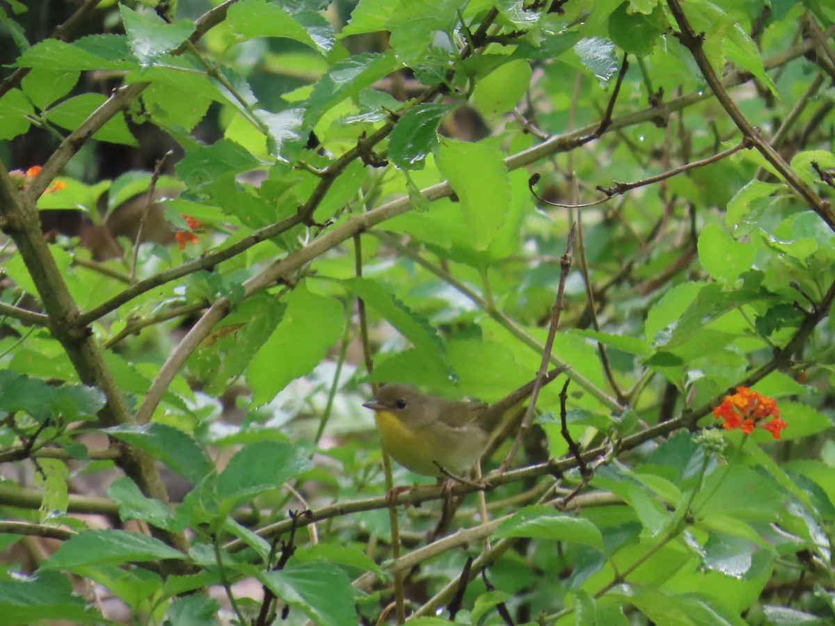 Common Yellowthroat - ML647134700