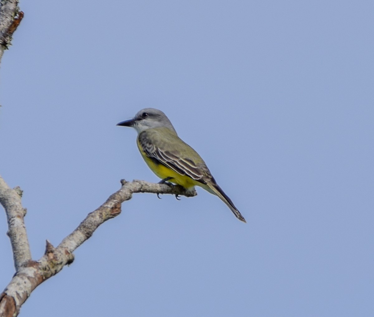 Couch's Kingbird - ML647134701
