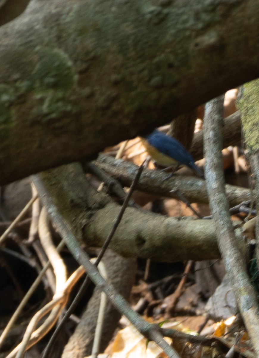Tickell's Blue Flycatcher - ML647134704