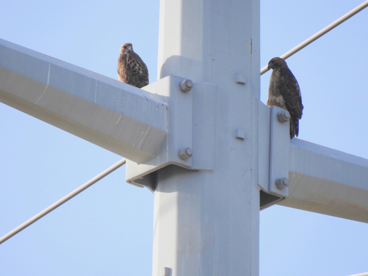 Red-tailed Hawk - ML647134706