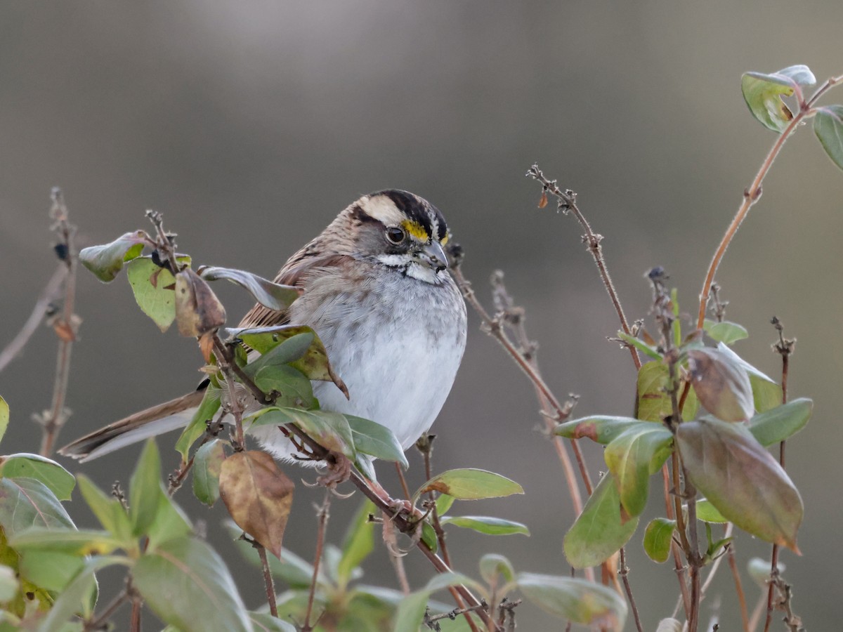 White-throated Sparrow - ML647134707