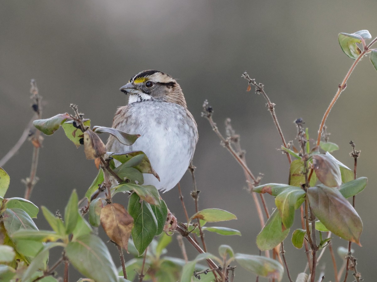 White-throated Sparrow - ML647134708