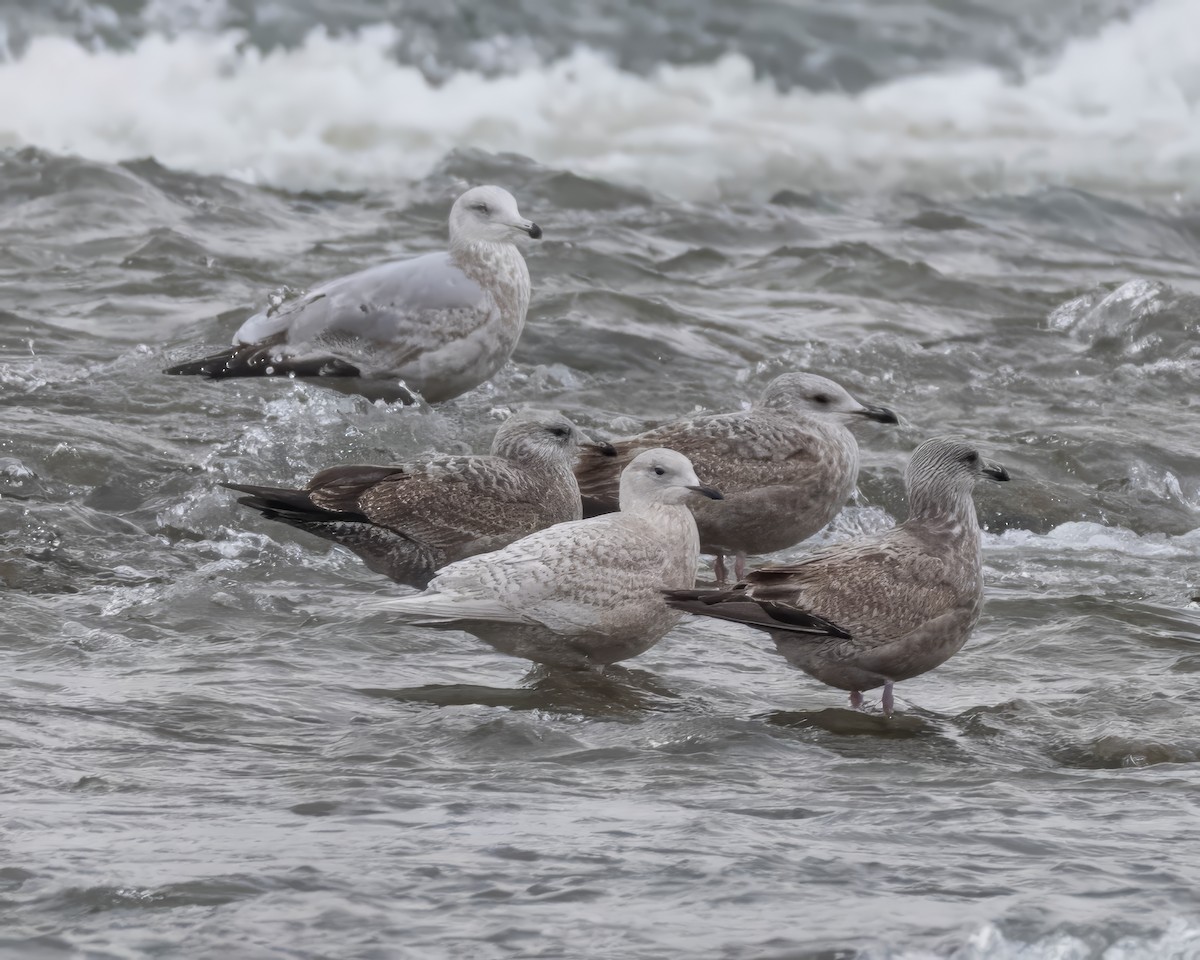 Iceland Gull - ML647134709