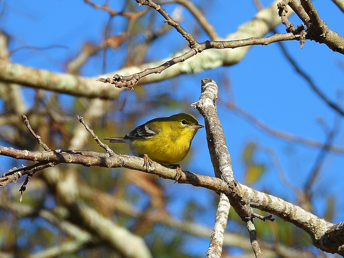 Pine Warbler - ML647134713
