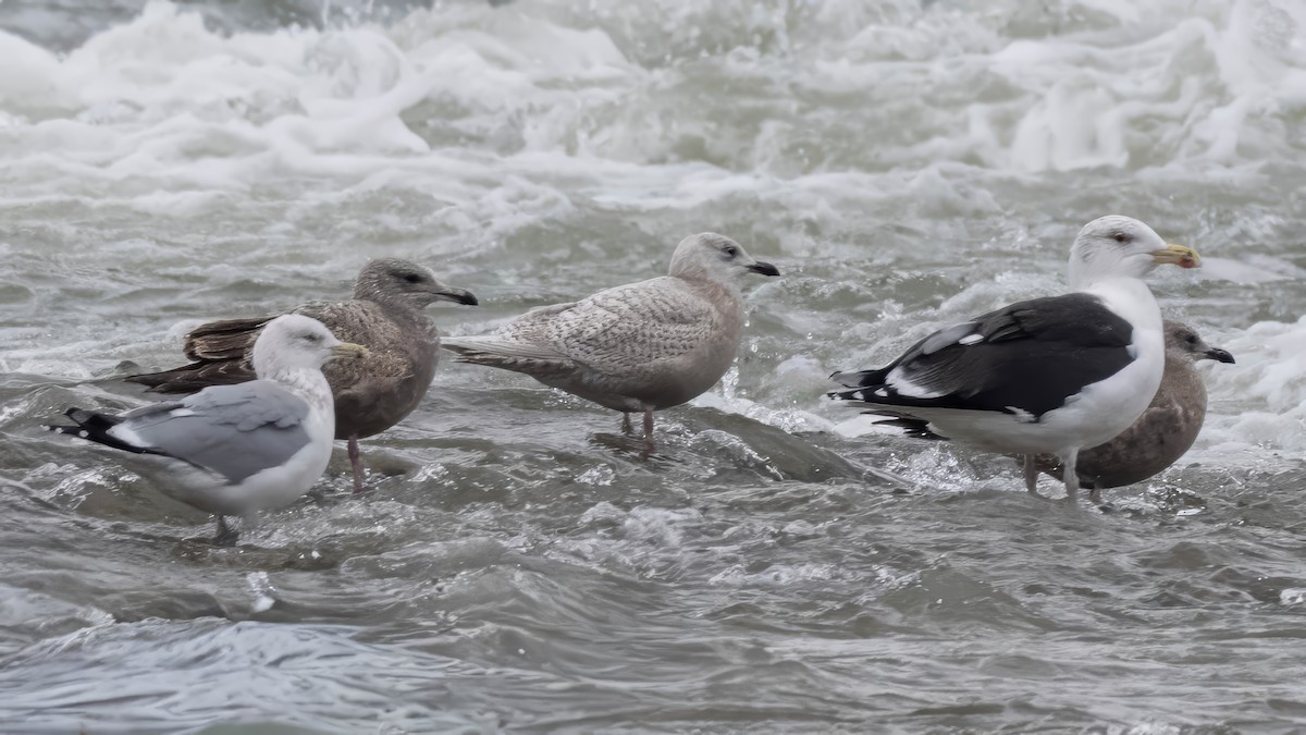 Iceland Gull - ML647134714