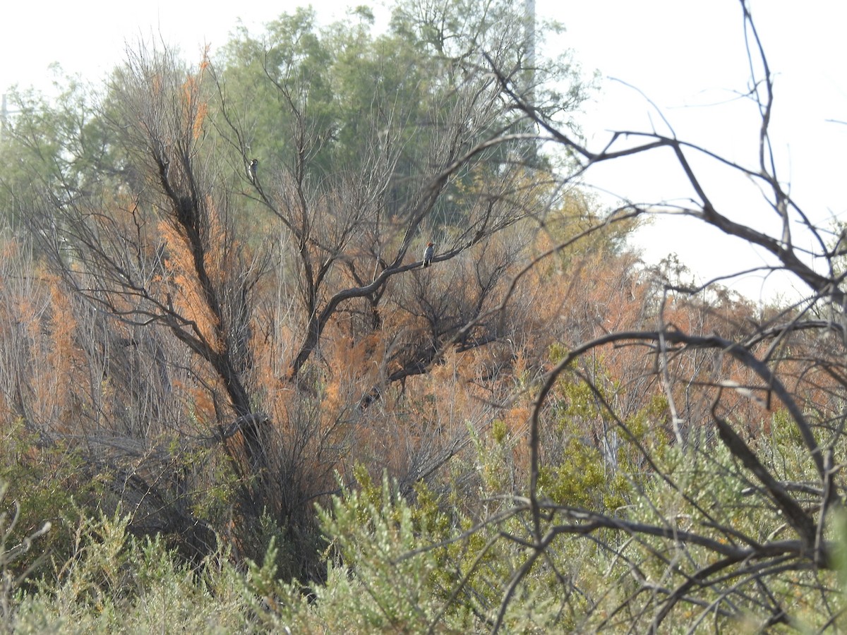 Ladder-backed Woodpecker - ML647134715
