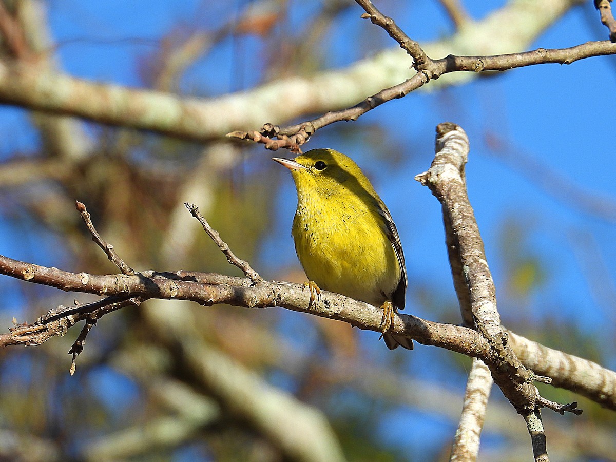 Pine Warbler - ML647134720
