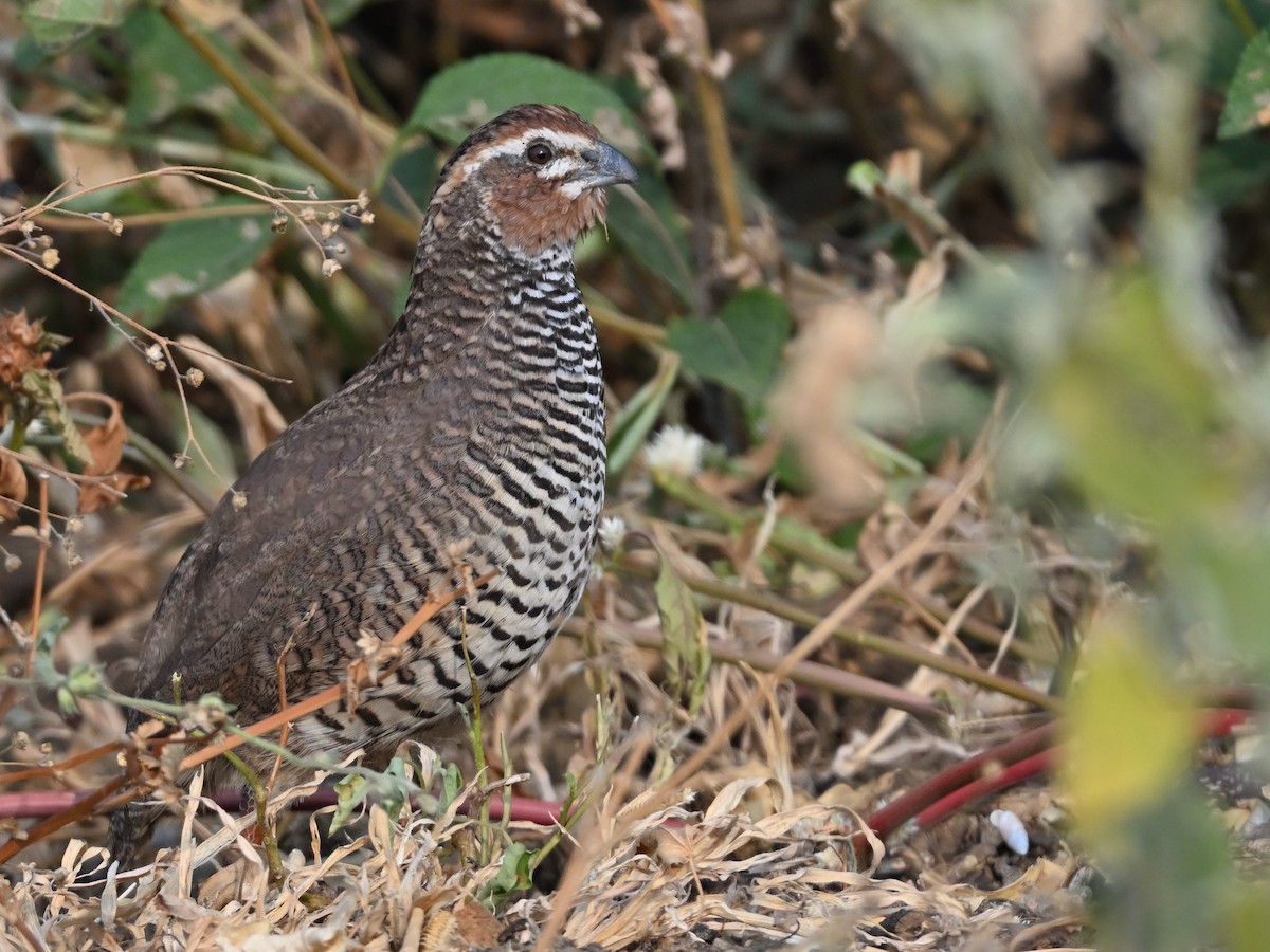 Taşlık Cüce Bıldırcını - ML647134728