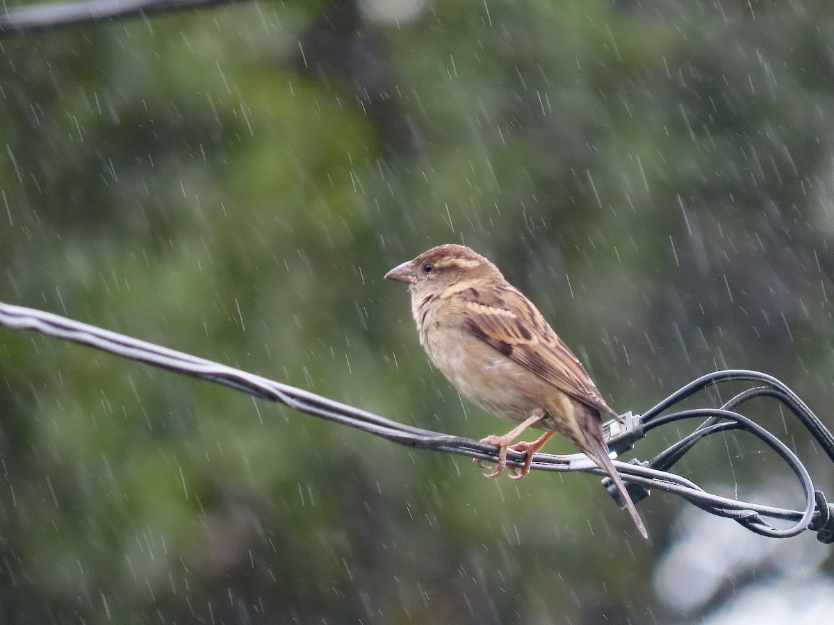 דרור הבית - ML647134746