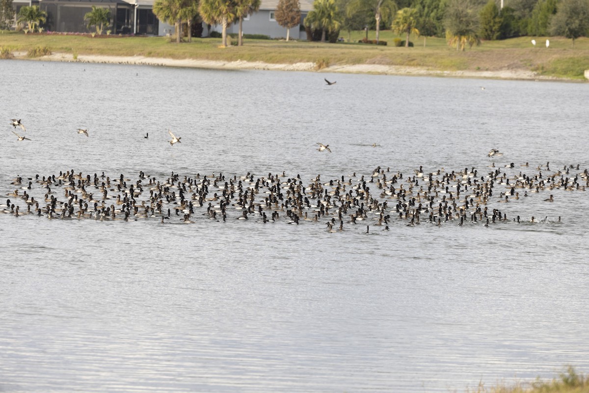 Lesser Scaup - ML647134754