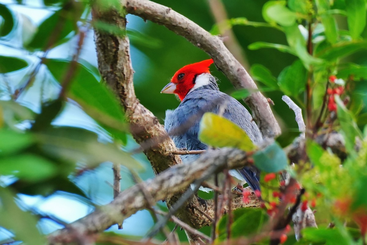 Red-crested Cardinal - ML647134762