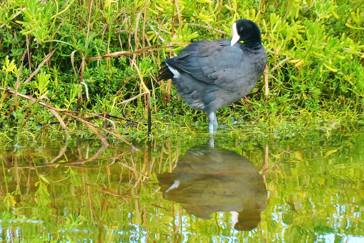 lyska havajská - ML647134771