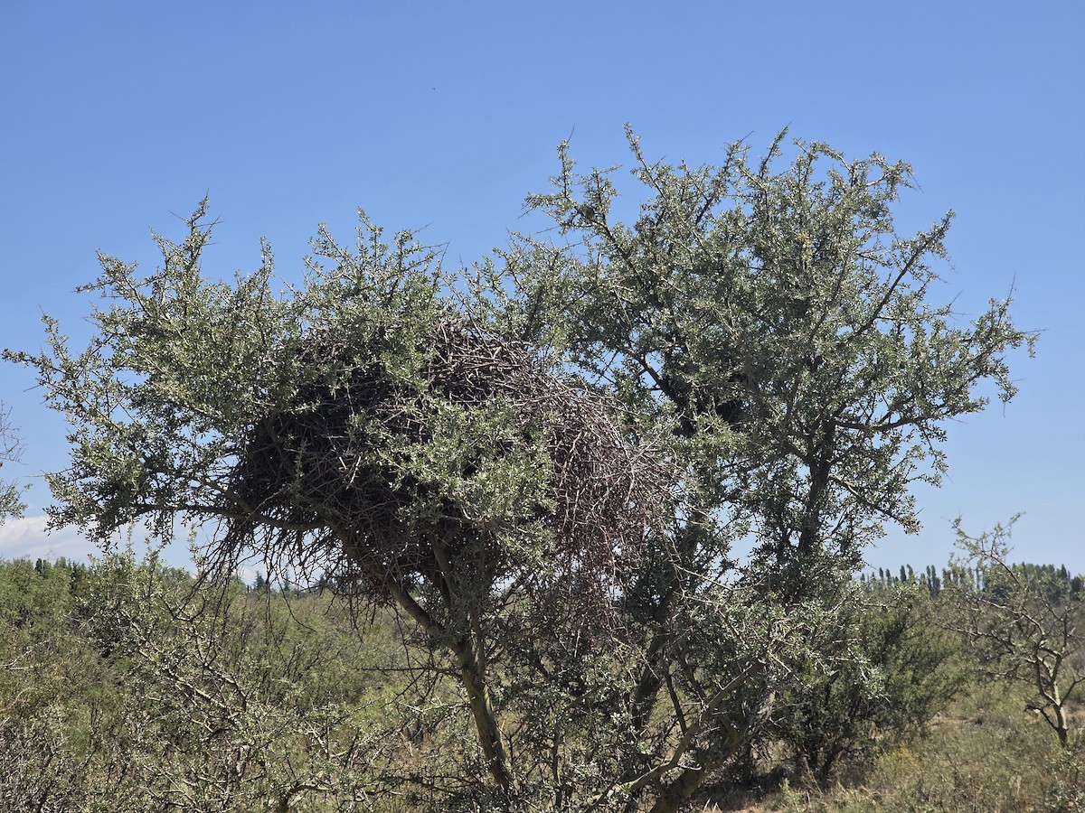 ノドジロエボシカマドドリ - ML647134772