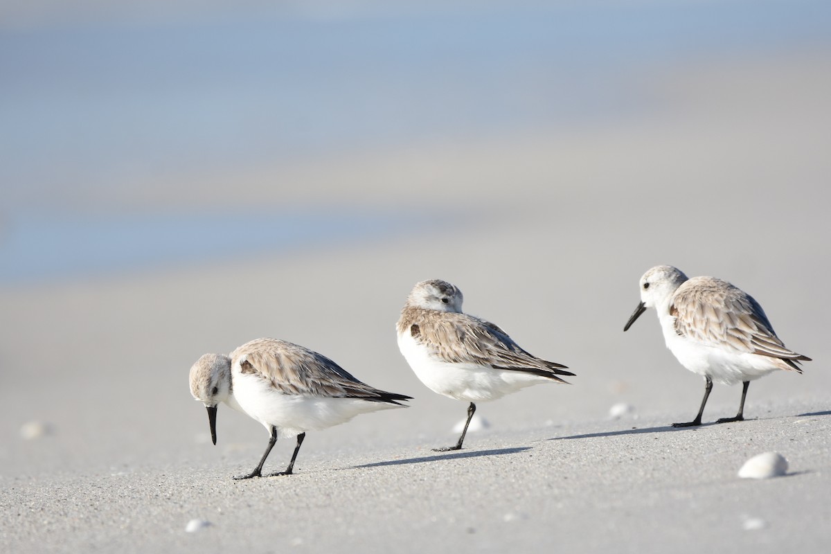Sanderling - ML647134776