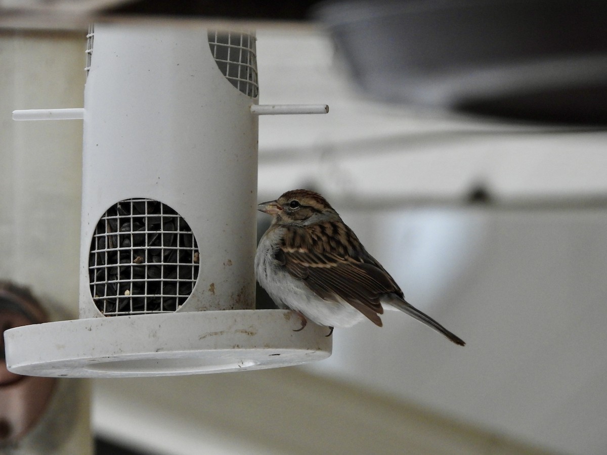 Chipping Sparrow - ML647134777