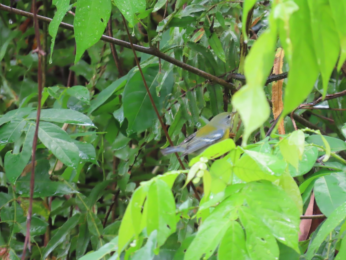 Northern Parula - ML647134778