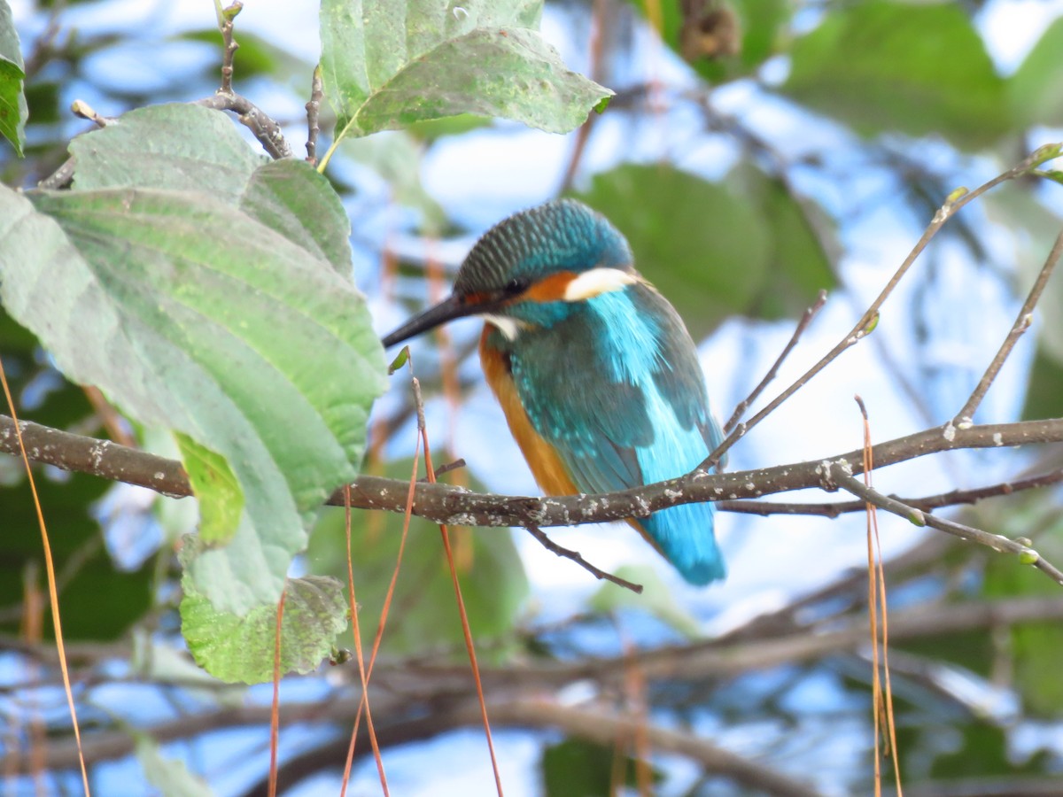 Eisvogel - ML647134788