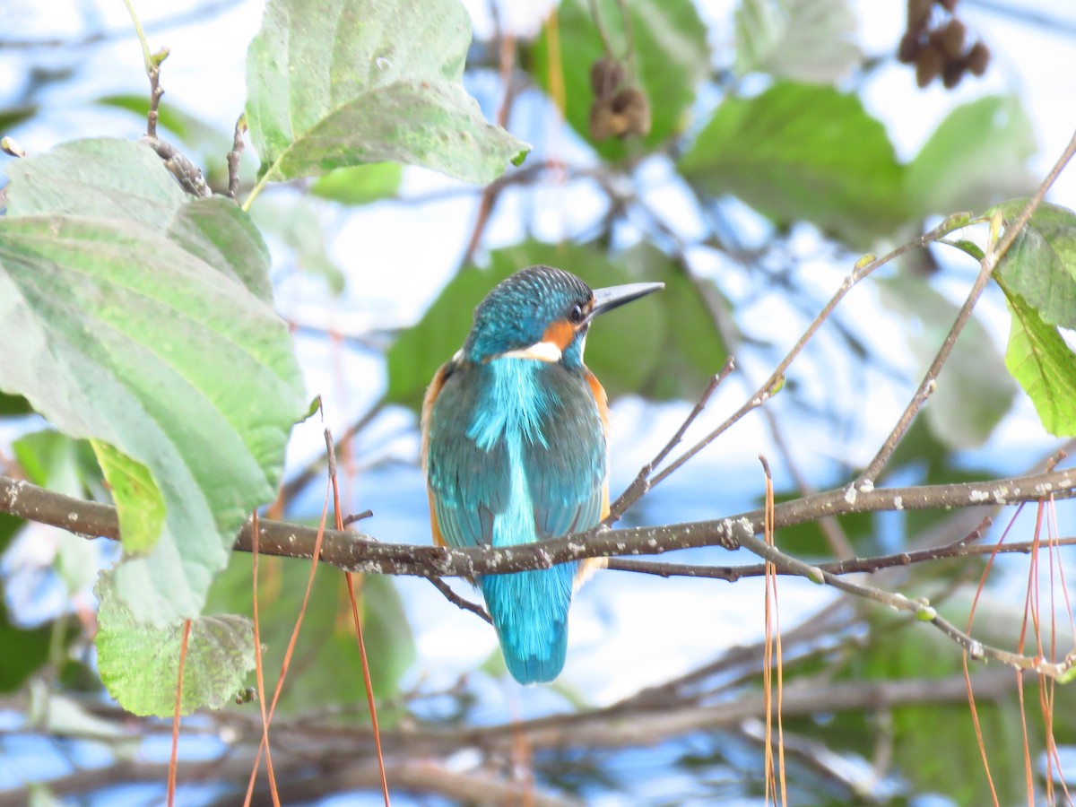 Eisvogel - ML647134790