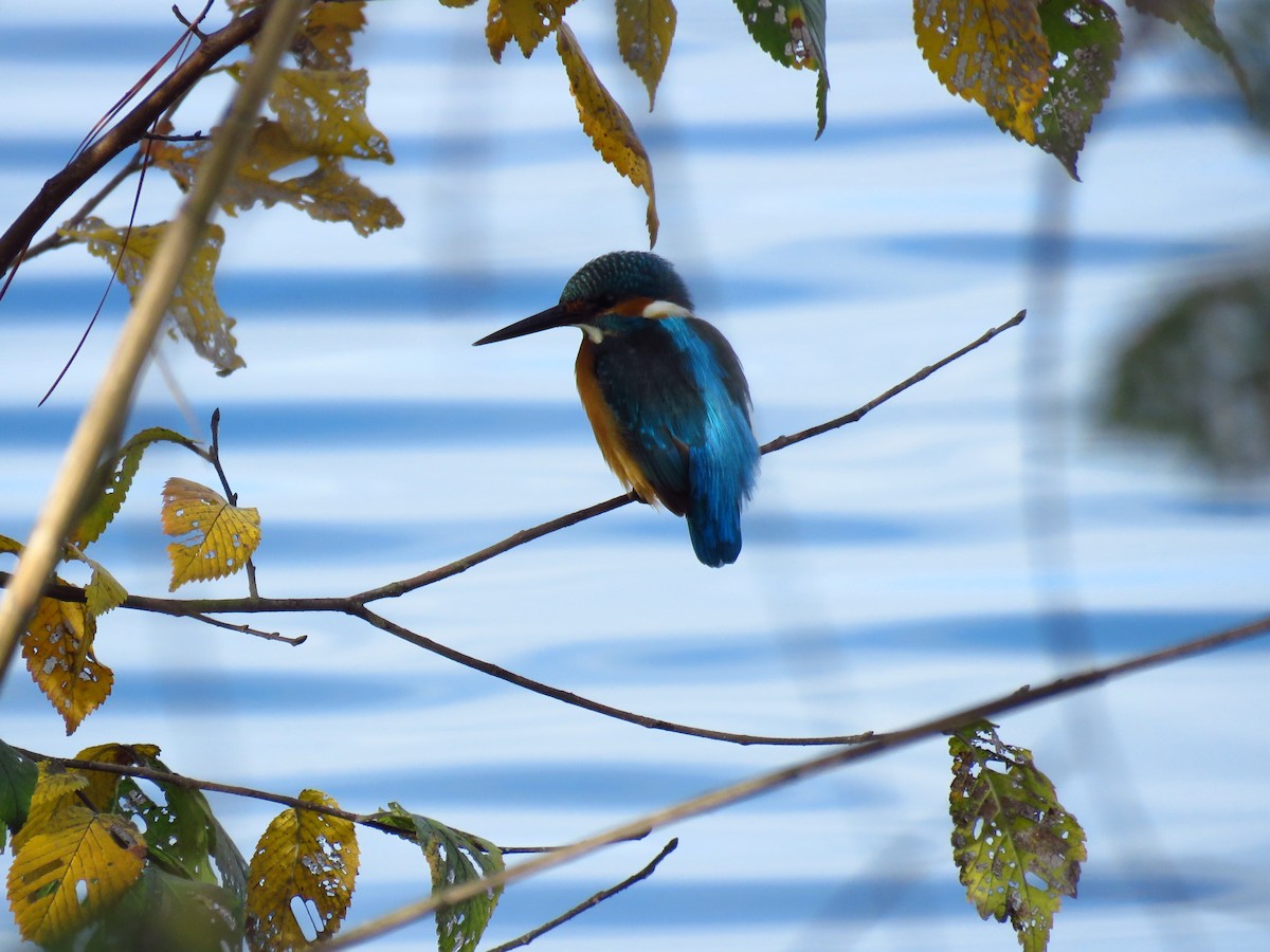 Eisvogel - ML647134791