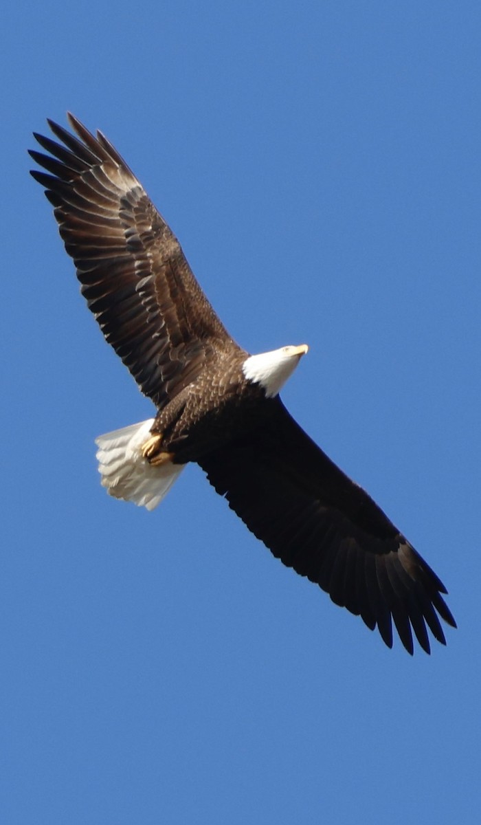 Bald Eagle - ML647134792