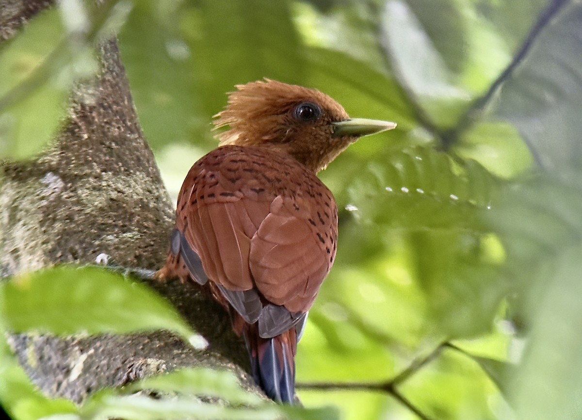 Chestnut-colored Woodpecker - ML647134797