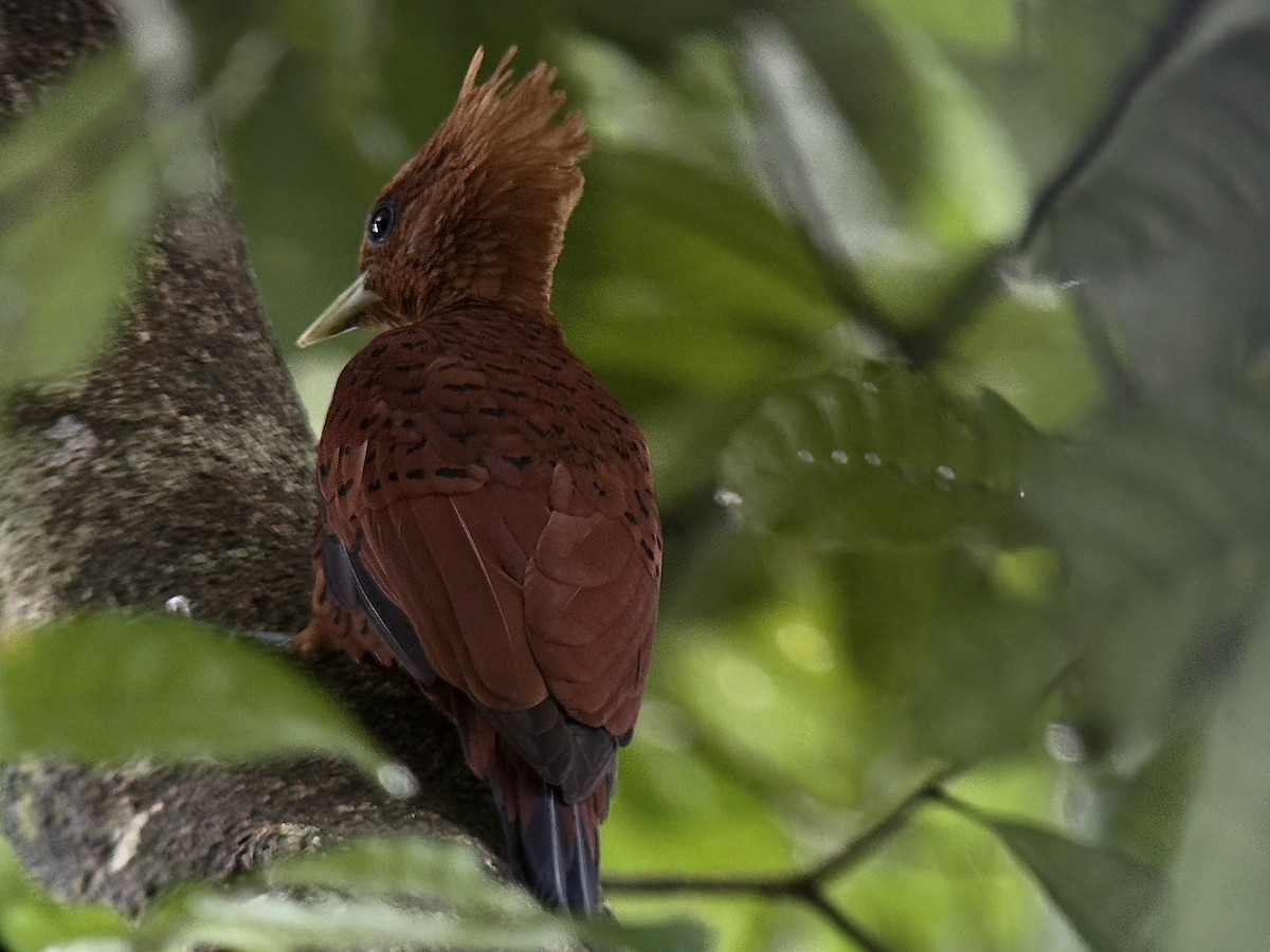 Chestnut-colored Woodpecker - ML647134798