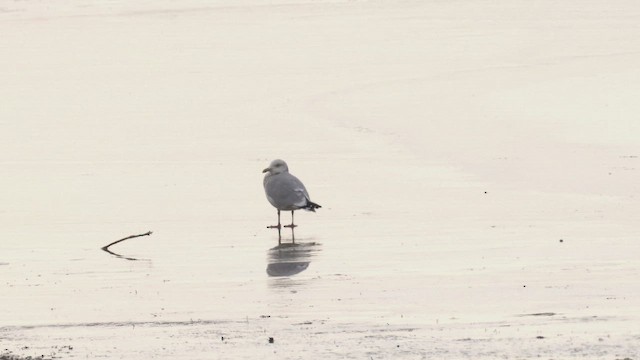 Mallard - ML647134816