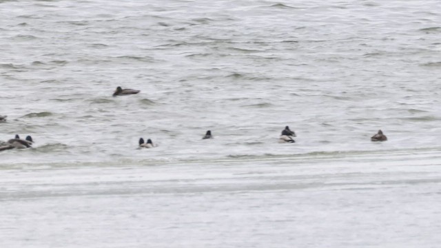 Mallard - ML647134818