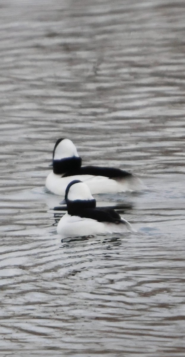 Bufflehead - ML647134819