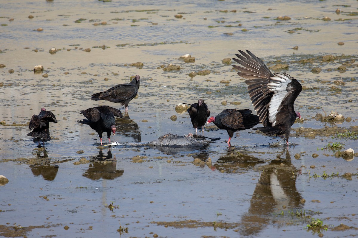 Urubu à tête rouge - ML647134822