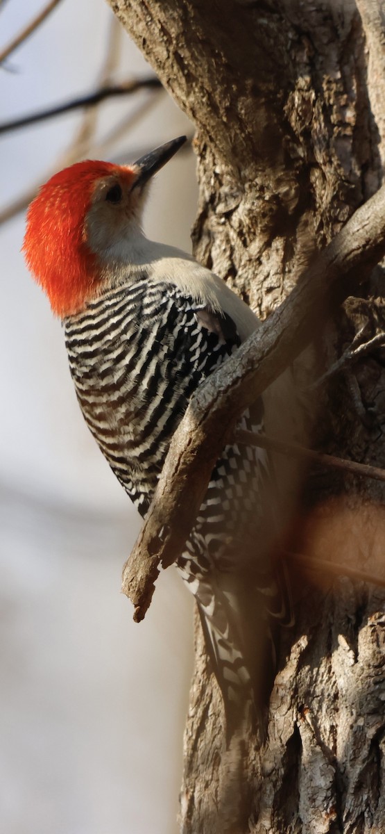 Red-bellied Woodpecker - ML647134832