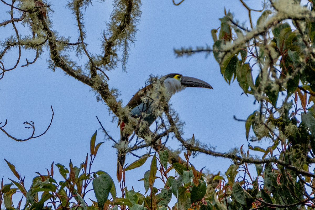 tukan černozobý - ML647134833