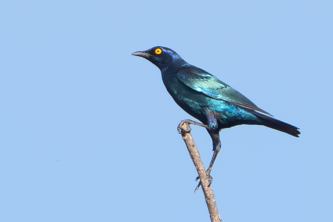 Cape Starling - ML647134838
