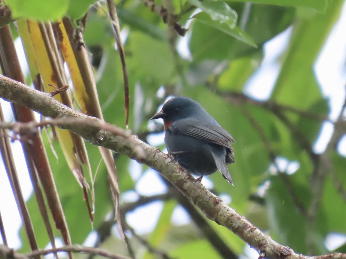 Orangequit - ML647134840