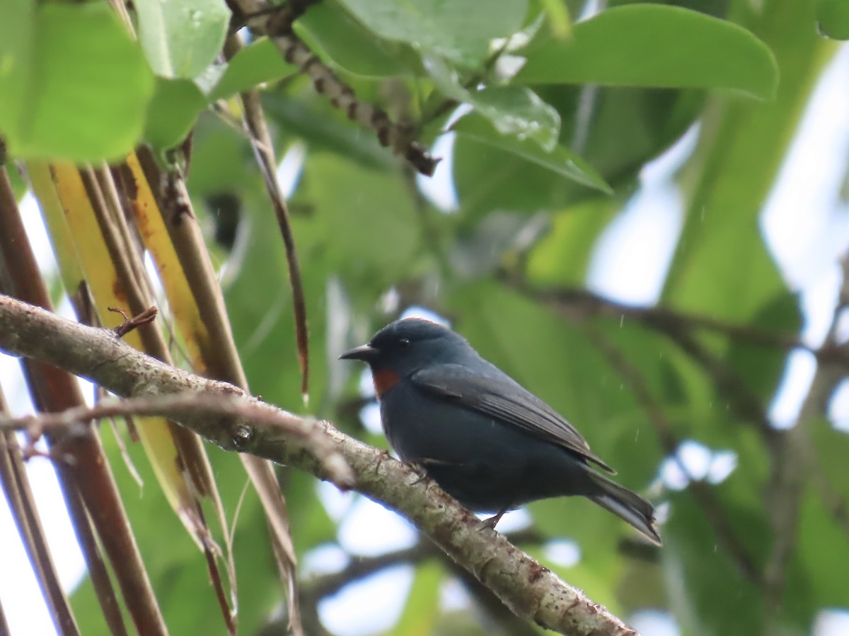 Orangequit - ML647134841