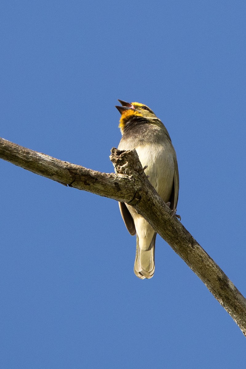 Yellow-faced Grassquit - ML647134842
