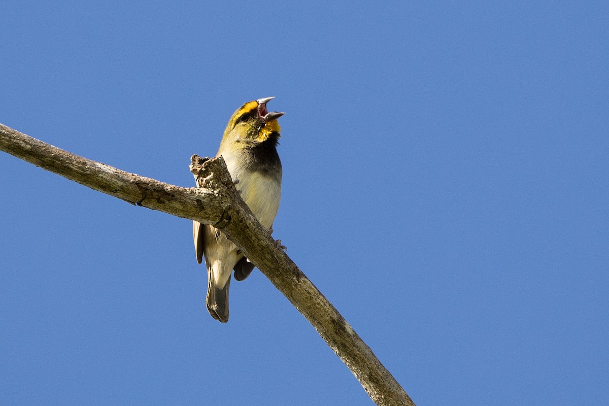 Yellow-faced Grassquit - ML647134843