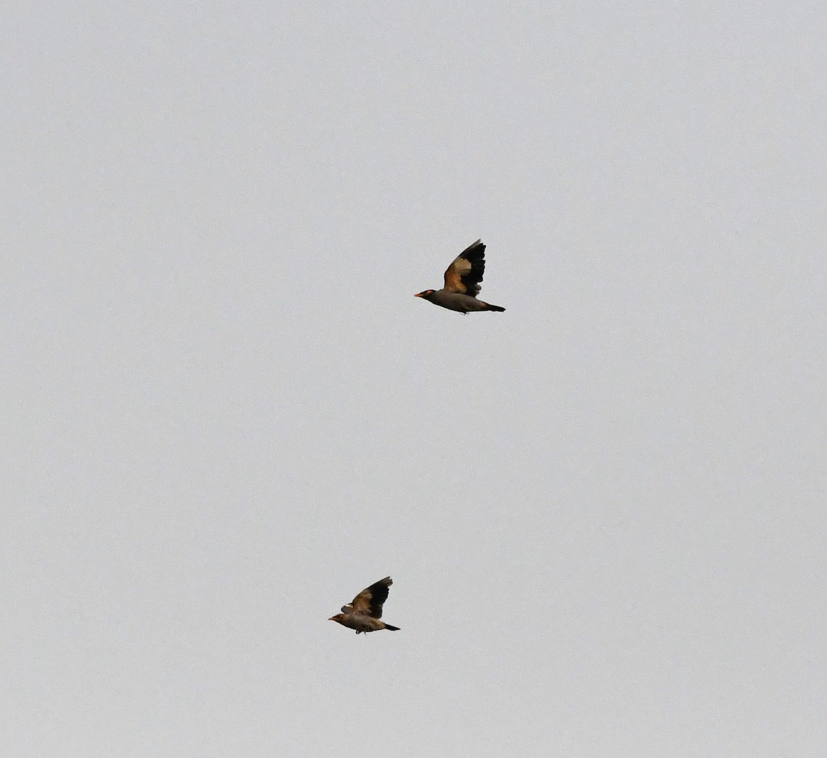 Bank Myna - ML647134844