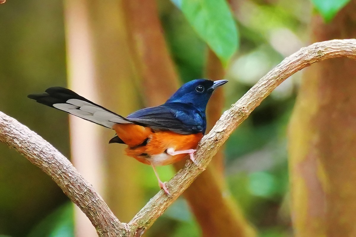 White-rumped Shama - ML647134845