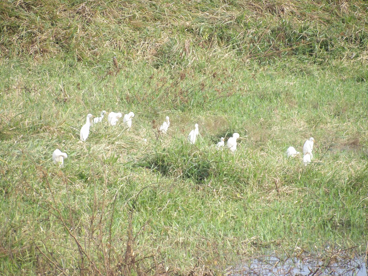 Western Cattle-Egret - ML647134846