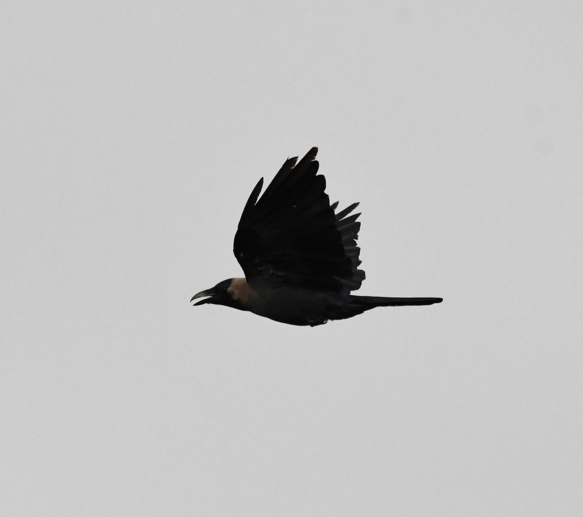 House Crow - ML647134847