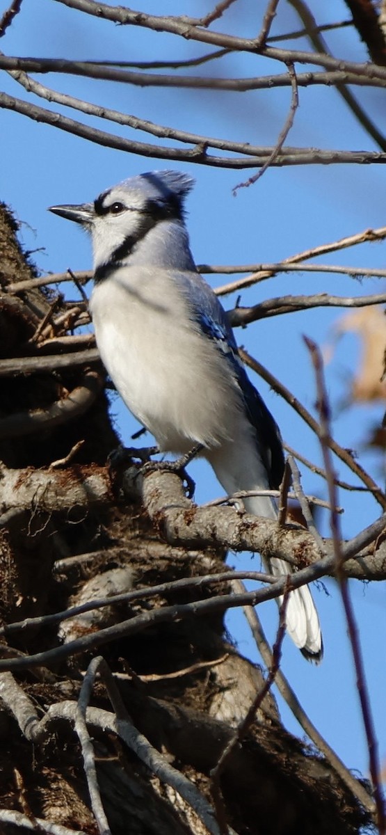 Blue Jay - ML647134848