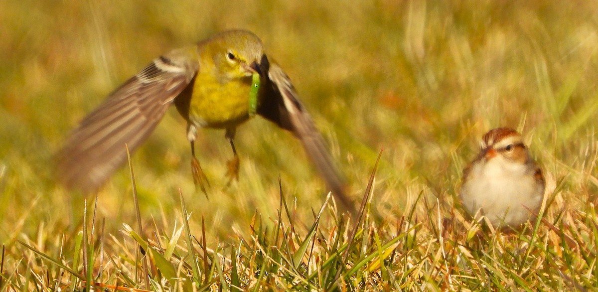 Pine Warbler - ML647134850