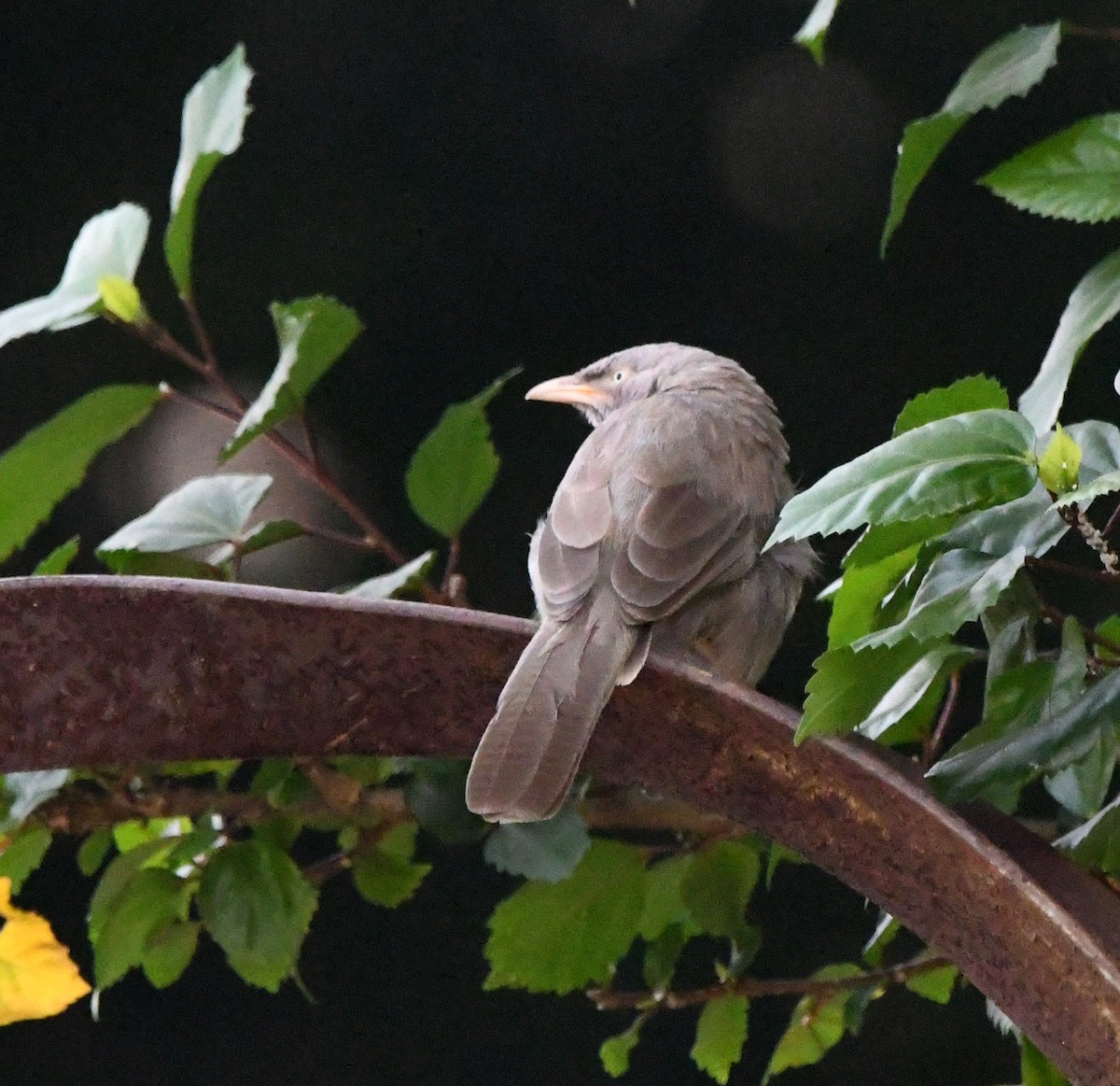 Jungle Babbler - ML647134851