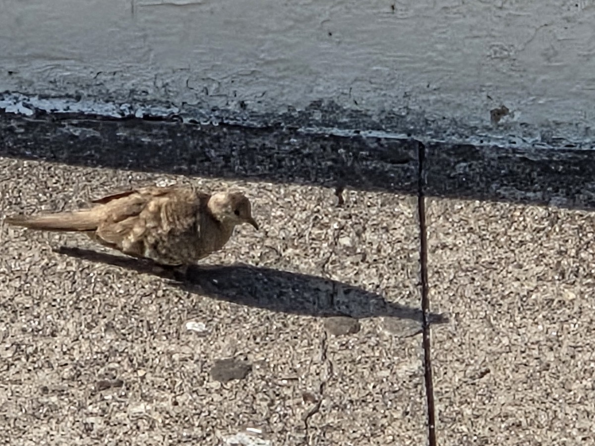 Inca Dove - ML647134852