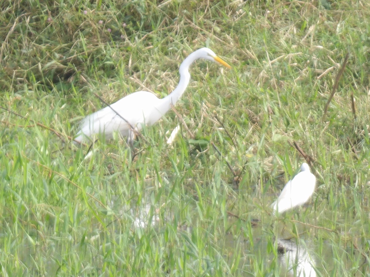 Great Egret - ML647134853