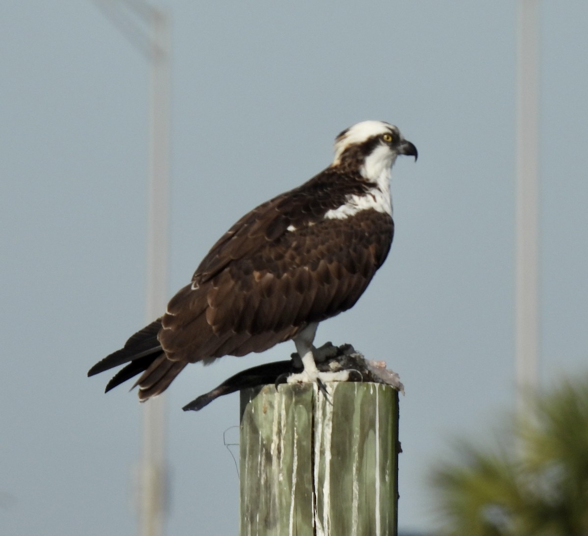 Osprey - ML647134854