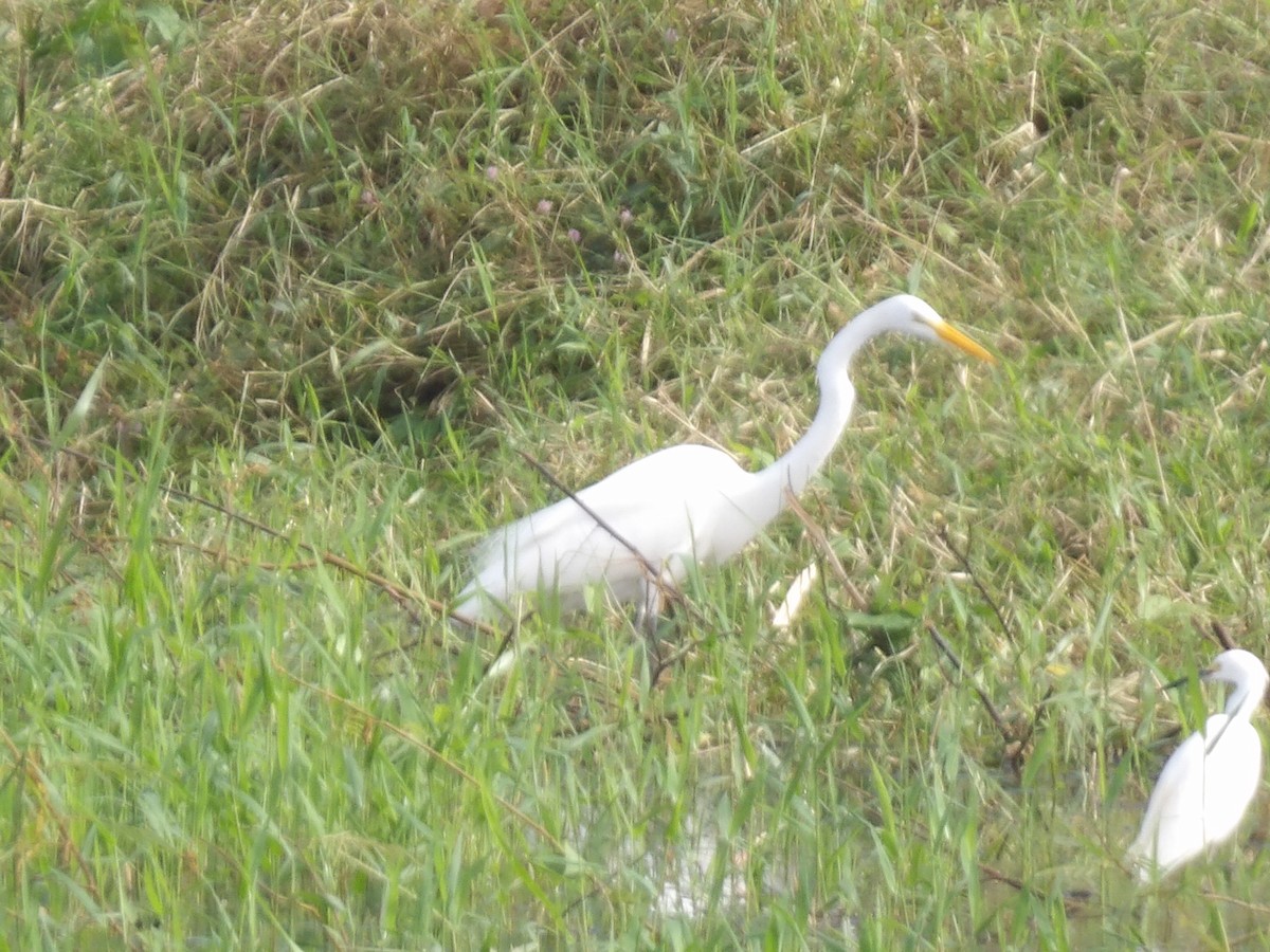 Great Egret - ML647134855