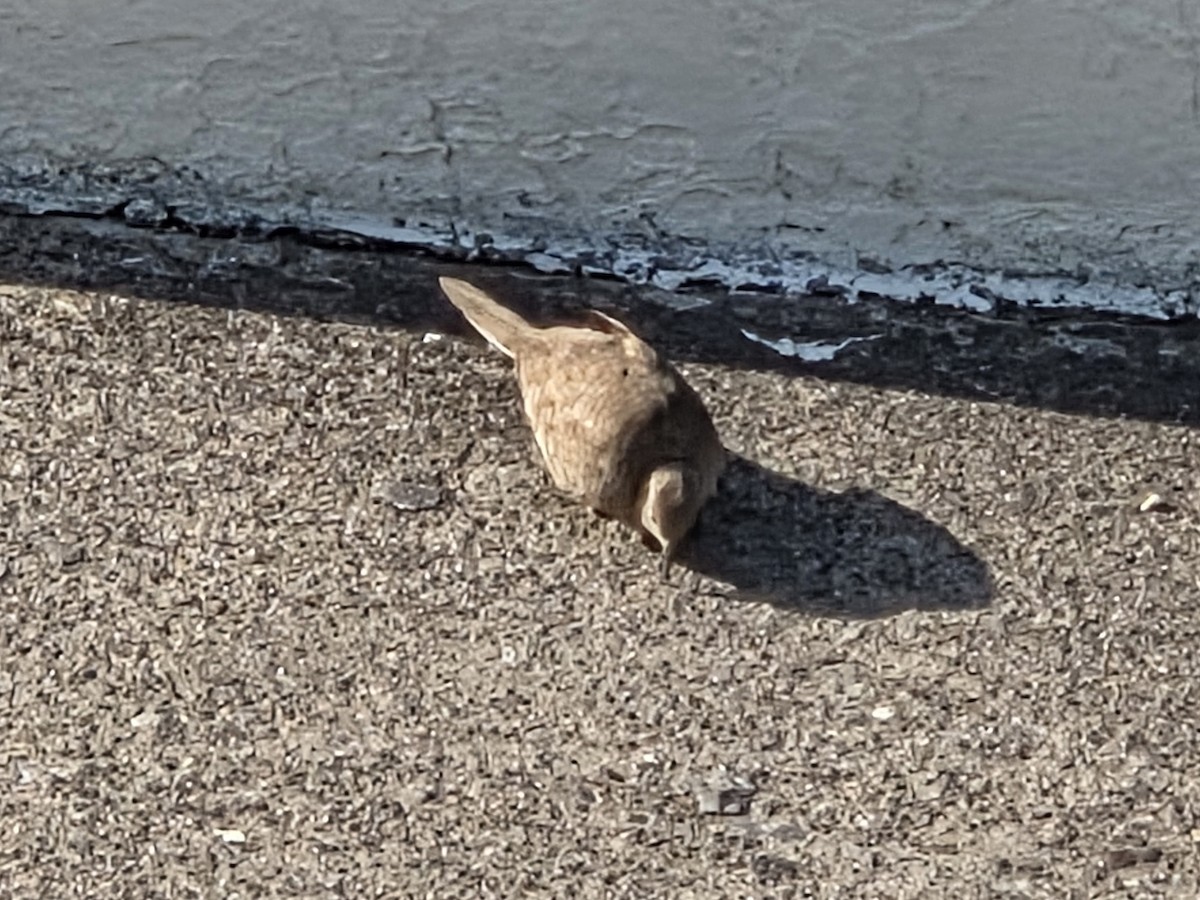 Inca Dove - ML647134856