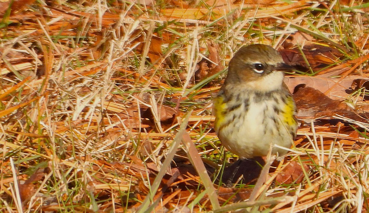 Yellow-rumped Warbler - ML647134857